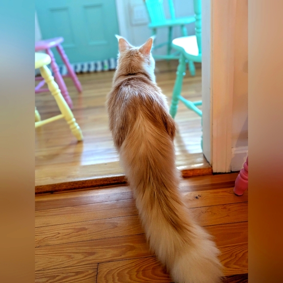 Meet your Posher, Jodi - Picture 15 of 16